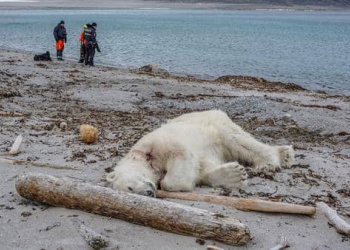 نوم الدب القطبي قرب البحر (من الارشيف).