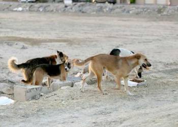 حملة " خجولة "  لإبادة الكلاب السائبة في الناصرية 