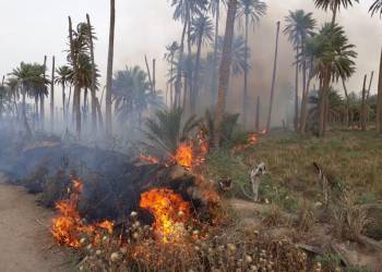 إخماد حريق اندلع بفعل فاعل في بستان نخيل شمال الناصرية 