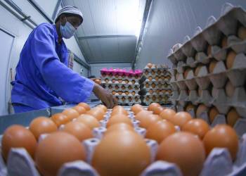 ذي قار تنتج أكثر من 10 ملايين بيضة مائدة خلال شهر واحد
