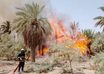 النيران تلتهم 50 نخلة في بستان بمدينة الناصرية