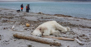 نوم الدب القطبي قرب البحر (من الارشيف).