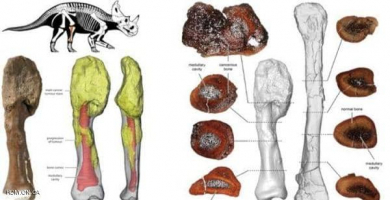 عظام الديناصور (من الارشيف).