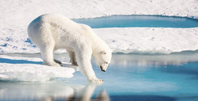 الدب القطب الجنوبي(من الارشيف).