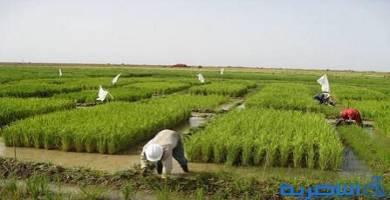 بغداد تقر خطة ذي قار الزراعية الشتوية بواقع 200 الف دونم 