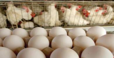 اذاعة الناصرية: حقول انتاج الدجاج تسد حاجة ذي قار بنسبة 50% 