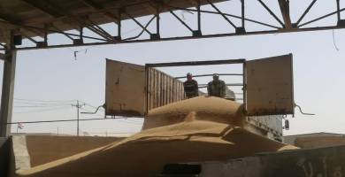 80 شاحنة لزيادة المخزون المحلي من الحنطة والرز لسايلو الناصرية