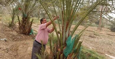 مكافحة حشرة الحميرة