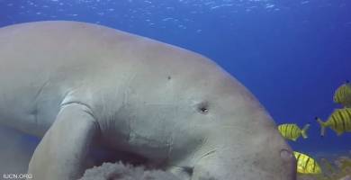 منظمة: مجموعة كبيرة من الحيوانات البحرية مهددة بالانقراض