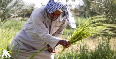 الزراعة توضح آلية تحديد تعويضات مزارعي الشلب
