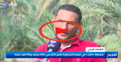 فيديو: زرعة على شط الغراف تنتج 200 صنف من النخيل، ومجموعات الفيسبوك ميدان لتبادل الفسائل النادرة