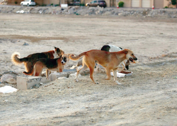 كلاب سائبة في احدى المحافظات العراقية (من الارشيف).