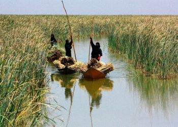 زورق في اهوار الجنوب (من الارشيف).