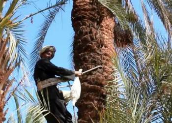 في حادث غريب " الفرود" يلتف حول رقبة صبي ويشنقه شمال ذي قار
