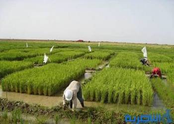 بغداد تقر خطة ذي قار الزراعية الشتوية بواقع 200 الف دونم 