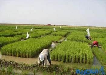 بغداد تقر خطة ذي قار الزراعية الشتوية بواقع 200 الف دونم