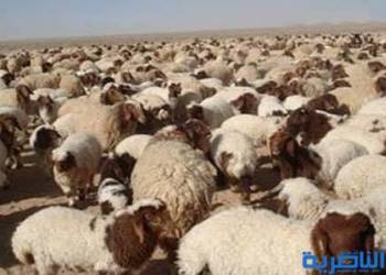 جريحان بسبب خلاف على مواشي شمال ذي قار