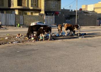 المواشي في شوارع الناصرية