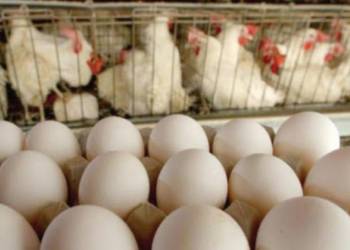 اذاعة الناصرية: حقول انتاج الدجاج تسد حاجة ذي قار بنسبة 50% 