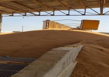ارتفاع كميات الحنطة المسوقة لسايلو الناصرية لاكثر من 1000 طن