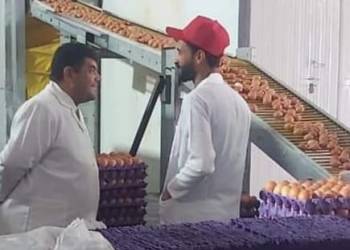 ذي قار: تسويق أكثر من 9 ملايين بيضة مائدة و 800 طن من لحوم الدجاج