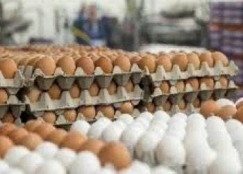 زراعة ذي قار : تسويق اكثر من 21 مليون بيضة مائدة الى الأسواق المحلية