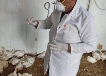بالصور: مستشفى ذي قار البيطري ينفذ حملة في سوق "الدجاج"  للتحري عن انفلونزا الطيور