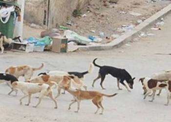 مجموعة الكلاب