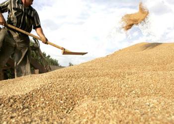التجارة: العراق يشهد لأول مرة زراعة أفضل أنواع الحنطة