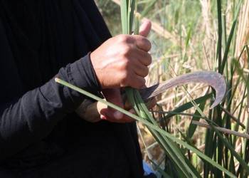 التغيُّر المناخي يدفع بنساء اهوار ذي قار نحو النزوح والبحث عن مهن أُخرى