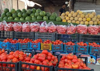 بينها الطماطم والرقي.. الزراعة تعلن تصدير 6 محاصيل إلى دول الخليج