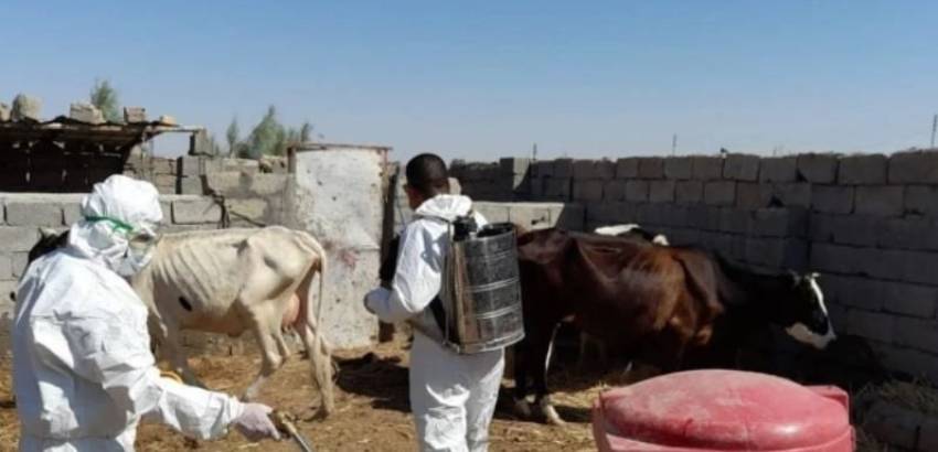 الحمى النزفية