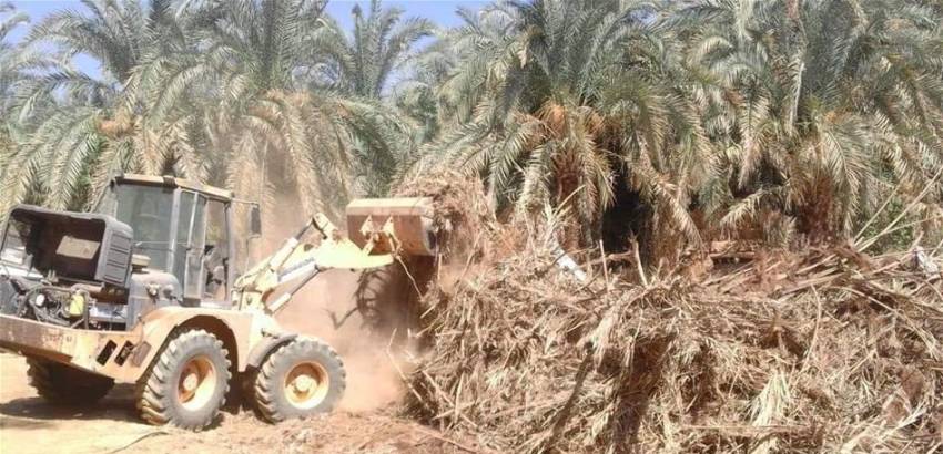 الزراعة تحدد عقوبات قلع الأشجار وتوضح بشأن تحويل جنس الأراضي